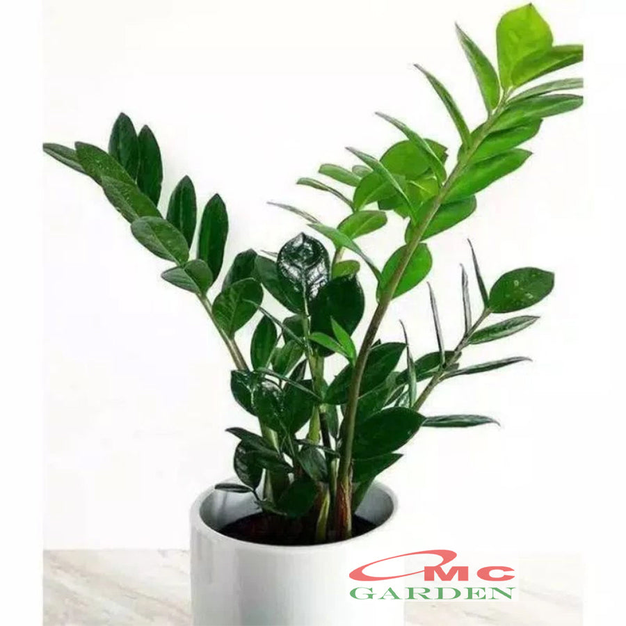 Tanaman Hias Bibit Dolar Zamia Plus Zamia Culcas Hijau Zamioculcas Zamiifolia Pohon Dolar 1020