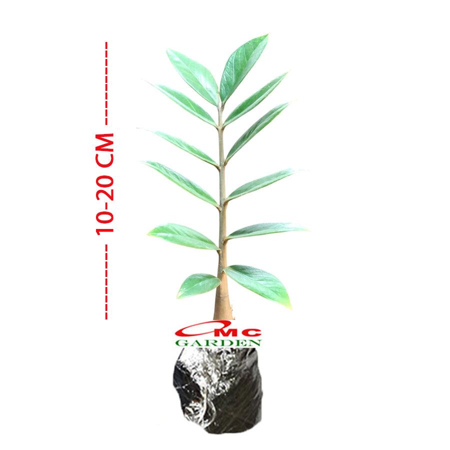 Tanaman Hias Bibit Dolar Zamia Plus Zamia Culcas Hijau Zamioculcas Zamiifolia Pohon Dolar 1020