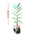 Tanaman Hias Bibit Dolar Zamia Plus Zamia Culcas Hijau Zamioculcas Zamiifolia Pohon Dolar 1020