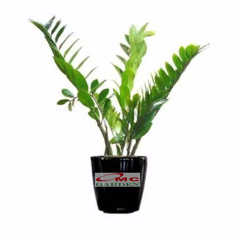 Tanaman Hias Bibit Dolar Zamia Plus Zamia Culcas Hijau Zamioculcas Zamiifolia Pohon Dolar 2030