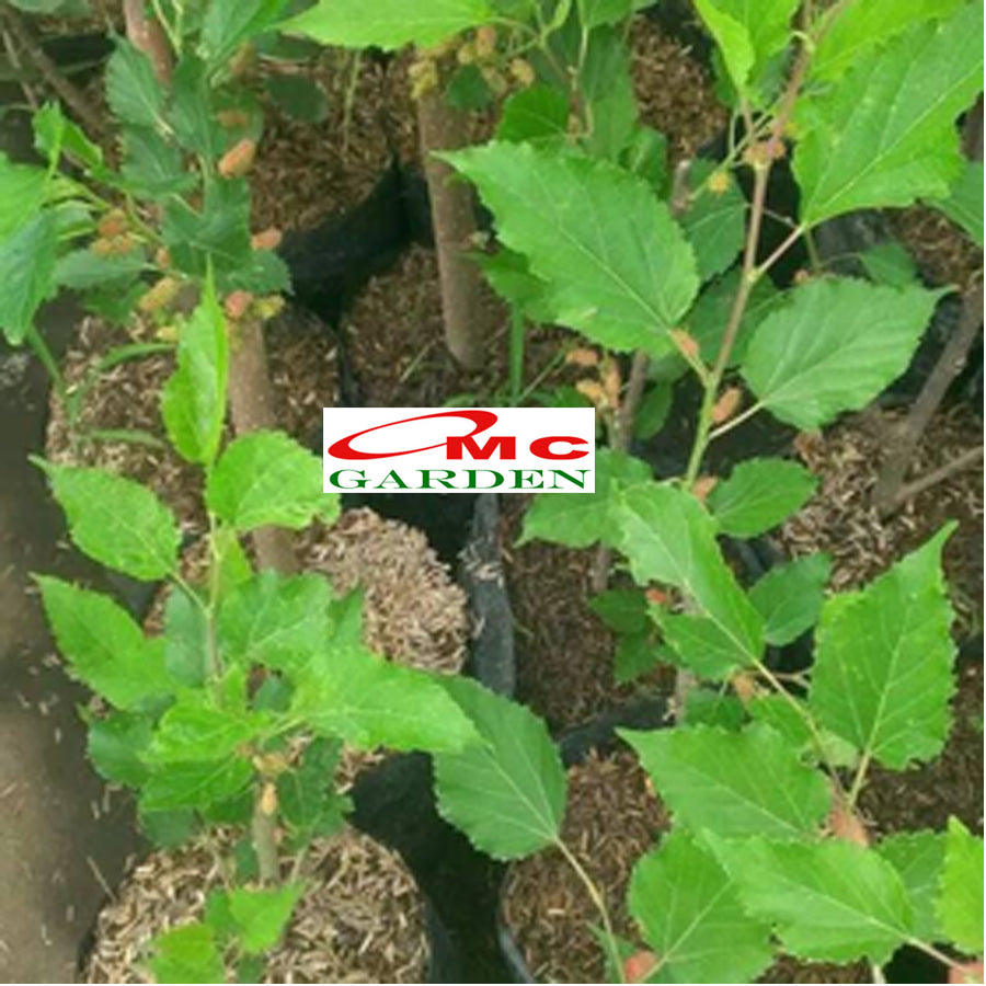 Bibit Tanaman Pohon Murbei Morus alba Mulberry Murbei Murbay 10-20cm