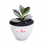 Tanaman Hias Sakulen Kalanchoe Humilis Tanaman Hidup 1 Pot SKLC-04-08-P-12