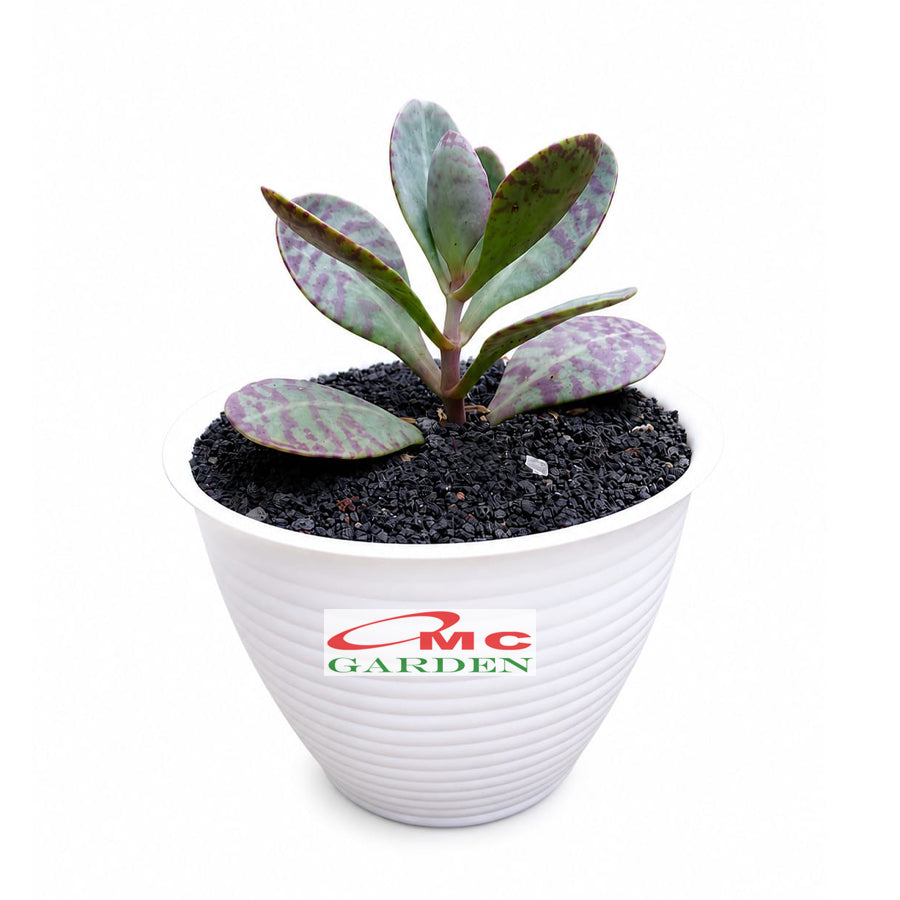 Tanaman Hias Sakulen Kalanchoe Humilis Tanaman Hidup 1 Pot SKLC-04-08-P-12