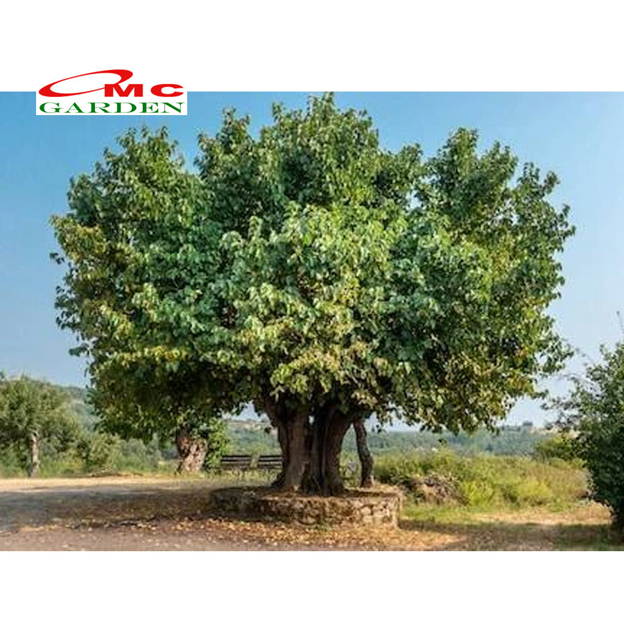 Bibit Tanaman Pohon Murbei Morus alba Mulberry Murbei Murbay 10-20cm