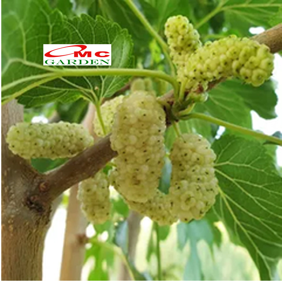 Bibit Tanaman Pohon Murbei Morus alba Mulberry Murbei Murbay 10-20cm