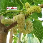 Bibit Tanaman Pohon Murbei Morus alba Mulberry Murbei Murbay 10-20cm