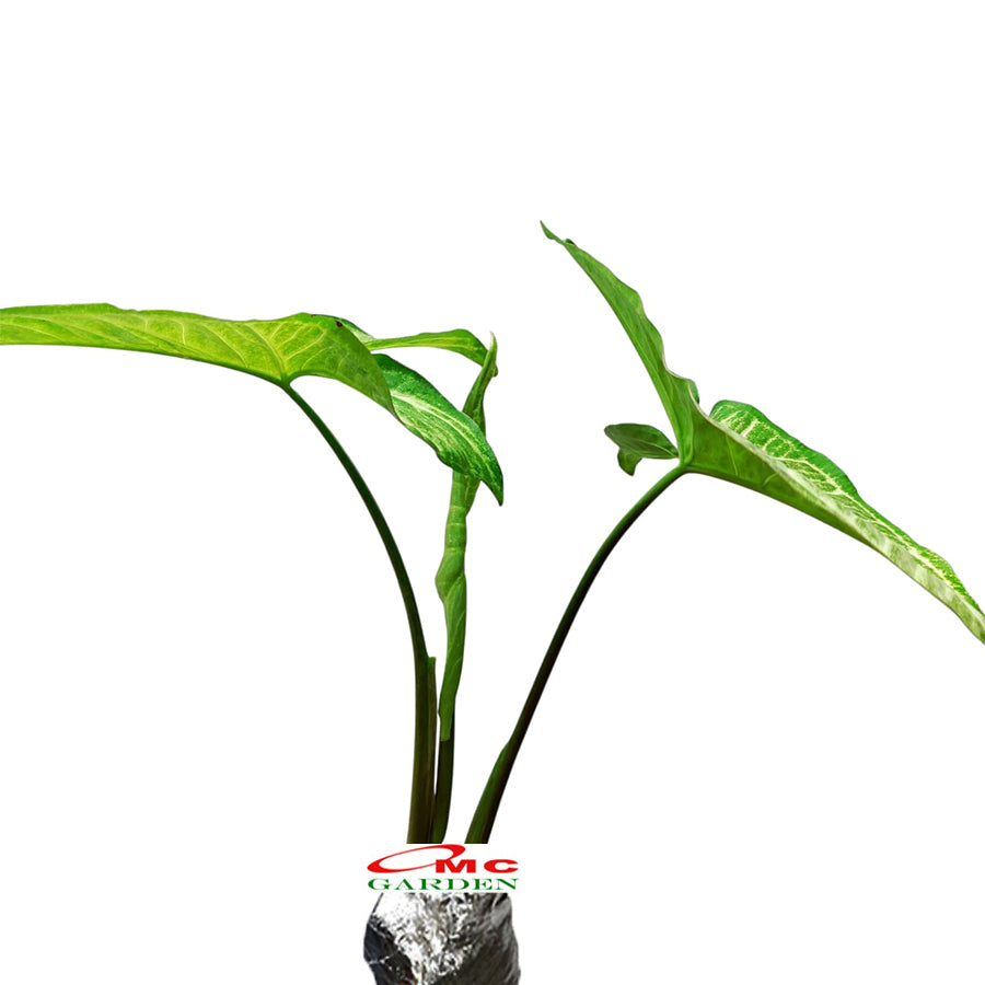 Tanaman Hias keladi Mata Panah Syngonium Podophylium