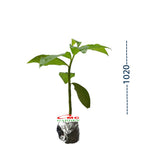Pacing Pentul Costus Spicatus