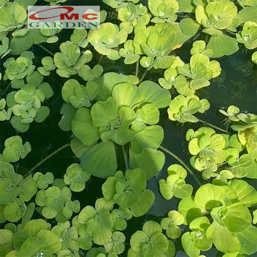 Apu-Apu Kapu-Kapu Tanaman Hias Air Kolam Akuarium Aquarium Tanaman Air Enceng Eceng Gondok Apu Apu Kapu Kapu Kiambang Mini Anakan Induk Dewasa