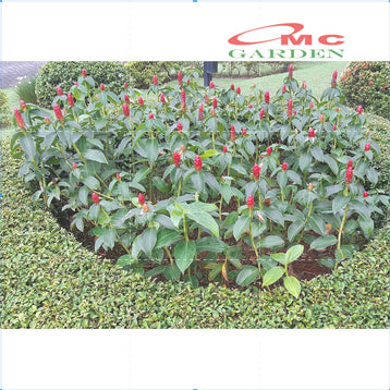 Pacing Pentul Bunga Merah 1 Pot Tanaman Obat Herbal Hias Bibit Berakar PACING-M-1020 POT-15