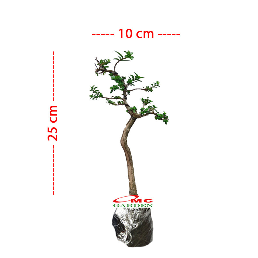 Bonsai Bonsai Sancang Premna Microphylla 004