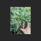 Lili Paris Siam Mini 1 Pot Tanaman HIas Rumput Bordir List Lis Lily Tricolor Hijau Spider Plant LLPRM-T-P-18  LLPRM-T-PKP-15  LLPRM-H-P-18  LLPRM-H-PKP-15