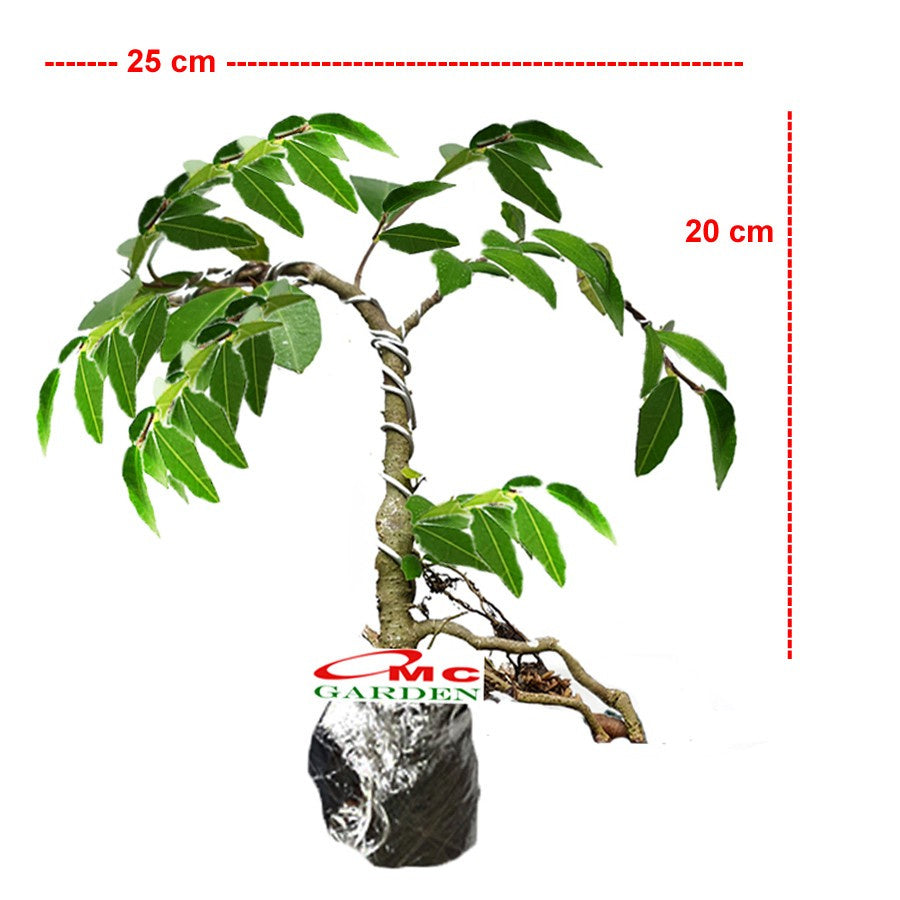 Bibit Bonsai Bonsae Beringin Amplas Putih Ficus Ampelas 20-30