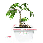 Bibit Bonsai Bonsae Beringin Amplas Putih Ficus Ampelas 10-20