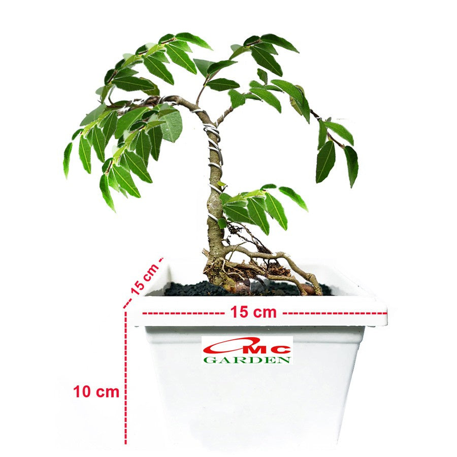 Bibit Bonsai Bonsae Beringin Amplas Putih Ficus Ampelas 10-20