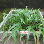 Lili Paris Siam Mini 1 Pot Tanaman HIas Rumput Bordir List Lis Lily Tricolor Hijau Spider Plant LLPRM-T-P-18  LLPRM-T-PKP-15  LLPRM-H-P-18  LLPRM-H-PKP-15