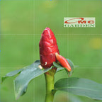 Pacing Pentul Bunga Merah 1 Pot Tanaman Obat Herbal Hias Bibit Berakar PACING-M-1020 POT-15