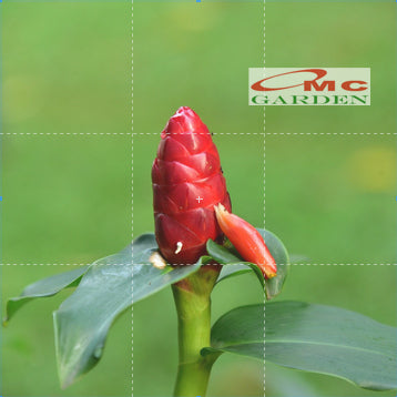 Pacing Pentul Bunga Merah 1 Pot Tanaman Obat Herbal Hias Bibit Berakar PACING-M-1020 POT-15
