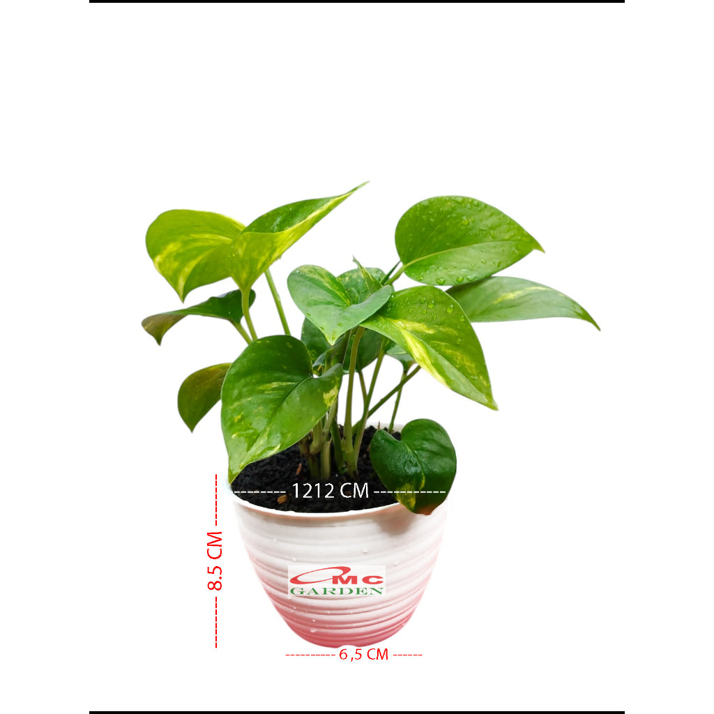 Tanaman Air Sri Gading Sirih Gading Hijau  Sirih Gading Susu Sirih Gading Silver Sirih Gading Badak 1 Pot