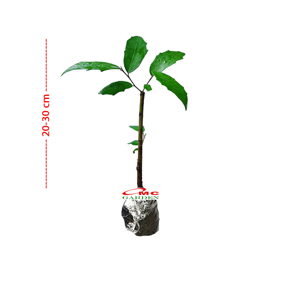 Bibit Bonsai Bonsae Beringin Amplas Putih Ficus Ampelas 10-20
