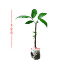 Bibit Bonsai Bonsae Beringin Amplas Putih Ficus Ampelas 10-20