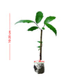 Bibit Bonsai Bonsae Beringin Amplas Putih Ficus Ampelas 10-20