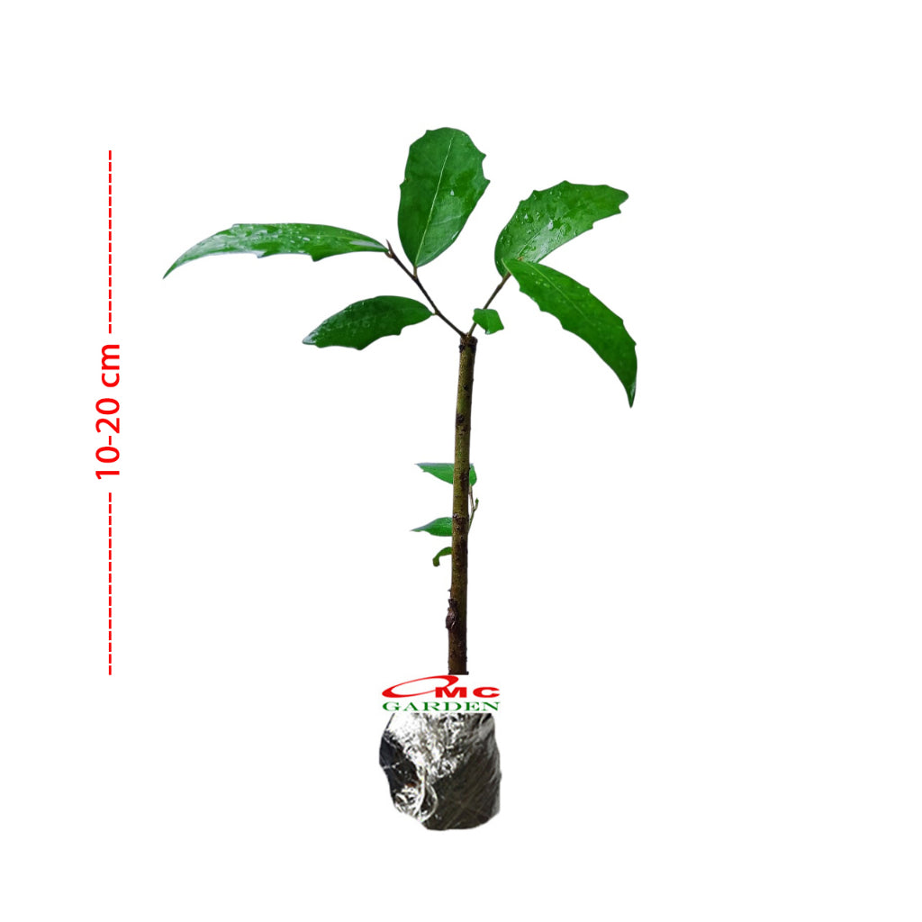 Bibit Bonsai Bonsae Beringin Amplas Putih Ficus Ampelas 20-30