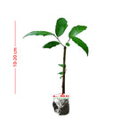 Bibit Bonsai Bonsae Beringin Amplas Putih Ficus Ampelas 20-30