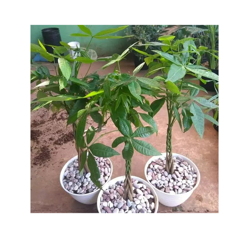 Bibit Bahan Bonsai Tanaman hoki pachira /pohon duit / pohon uang