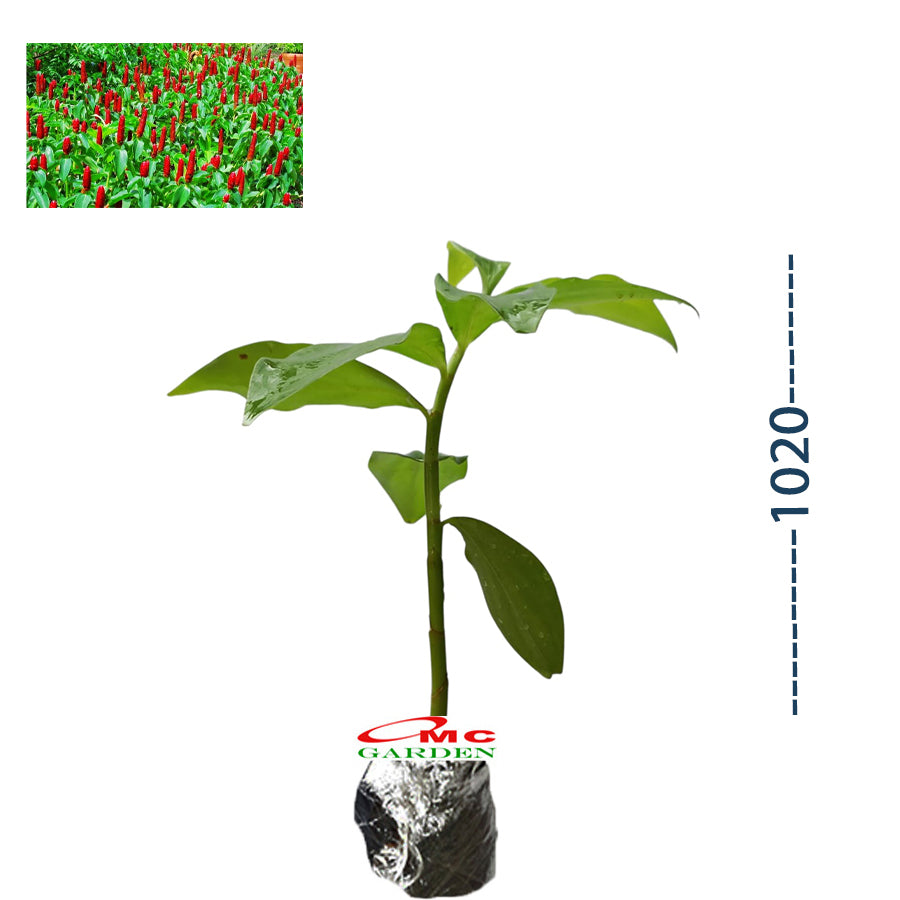 Pacing Pentul Costus Spicatus