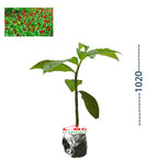 Pacing Pentul Costus Spicatus