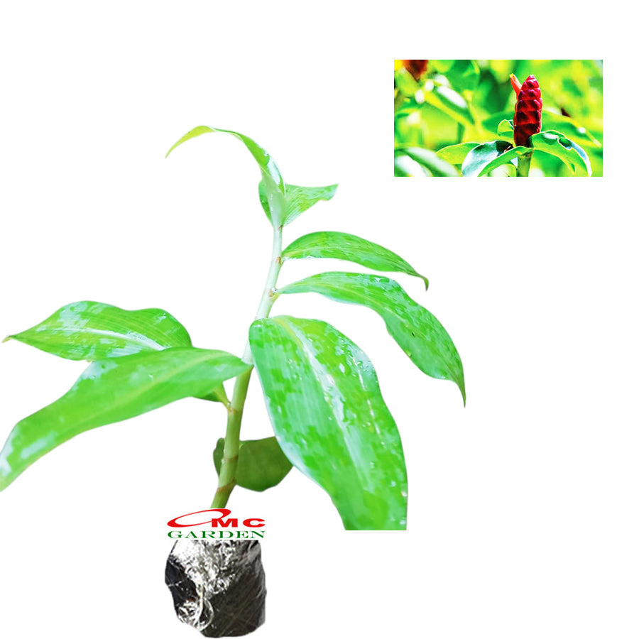 Pacing Pentul Costus Spicatus