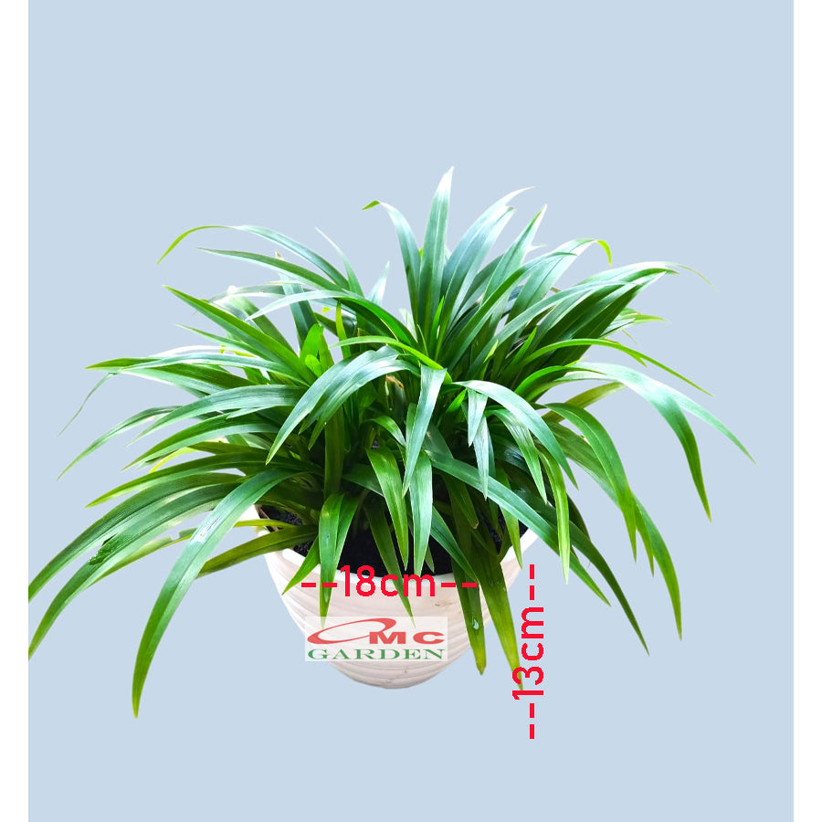 Lili Paris Siam Mini 1 Pot Tanaman HIas Rumput Bordir List Lis Lily Tricolor Hijau Spider Plant LLPRM-T-P-18  LLPRM-T-PKP-15  LLPRM-H-P-18  LLPRM-H-PKP-15