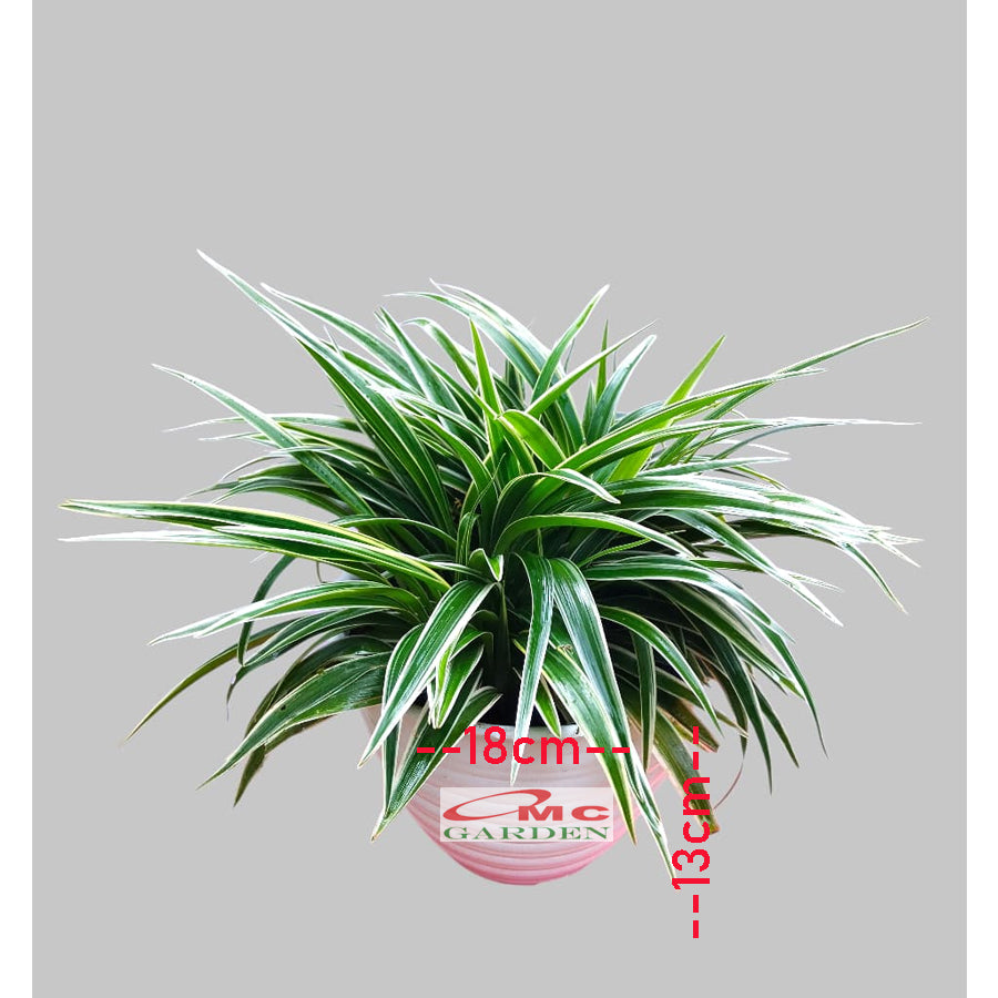 Lili Paris Siam Mini 1 Pot Tanaman HIas Rumput Bordir List Lis Lily Tricolor Hijau Spider Plant LLPRM-T-P-18  LLPRM-T-PKP-15  LLPRM-H-P-18  LLPRM-H-PKP-15
