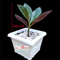Pacing Pentul Bunga Merah 1 Pot Tanaman Obat Herbal Hias Bibit Berakar PACING-M-1020 POT-15