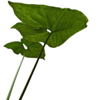 Tanaman Hias keladi Mata Panah Syngonium Podophylium