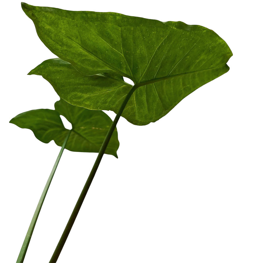 Tanaman Hias keladi Mata Panah Syngonium Podophylium