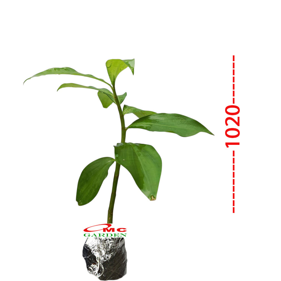 Pacing Pentul Costus Spicatus