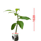 Pacing Pentul Costus Spicatus