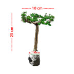 Bonsai Bonsai Sancang Premna Microphylla 004