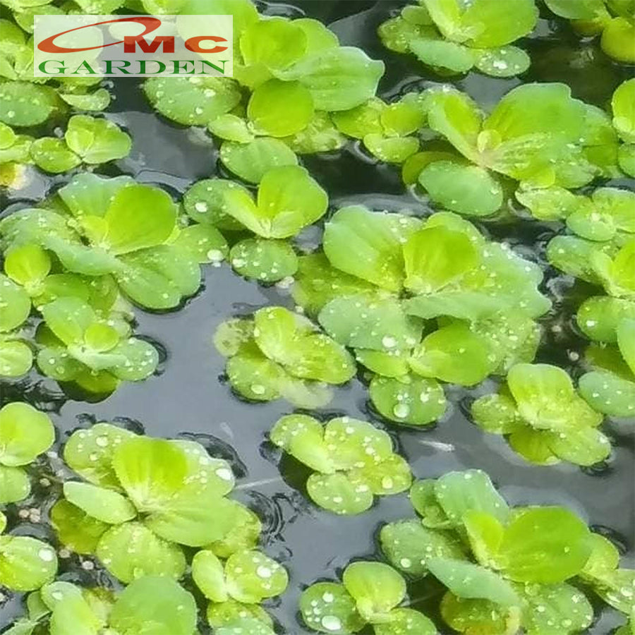 Apu-Apu Kapu-Kapu Tanaman Hias Air Kolam Akuarium Aquarium Tanaman Air Enceng Eceng Gondok Apu Apu Kapu Kapu Kiambang Mini Anakan Induk Dewasa