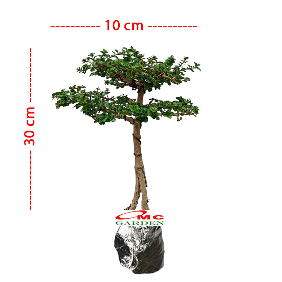 Bonsai Bonsai Sancang Premna Microphylla 004