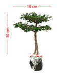 Bonsai Bonsai Sancang Premna Microphylla 004
