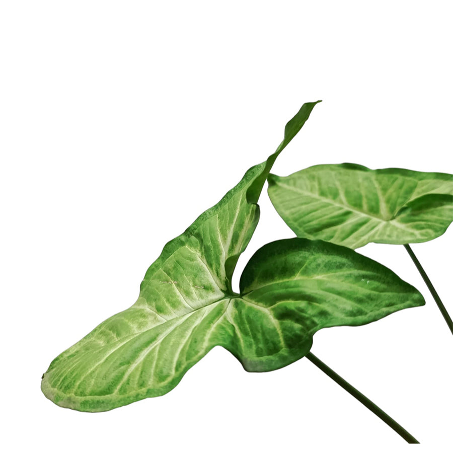 Tanaman Hias keladi Mata Panah Syngonium Podophylium