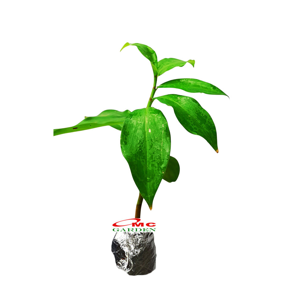 Pacing Pentul Costus Spicatus