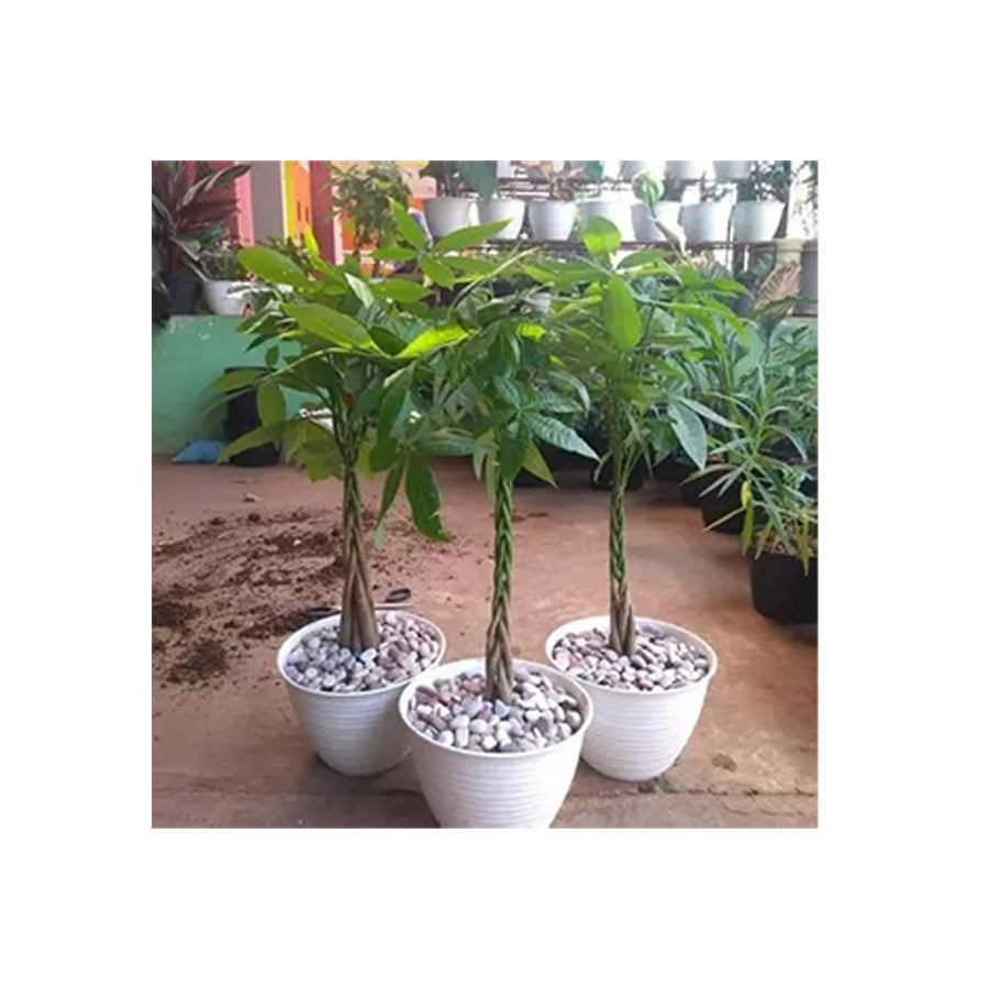 Bibit Bahan Bonsai Tanaman hoki pachira /pohon duit / pohon uang