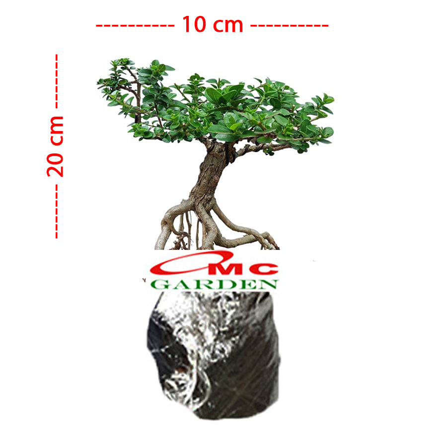 Bonsai Bonsai Sancang Premna Microphylla 004