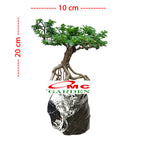Bonsai Bonsai Sancang Premna Microphylla 004