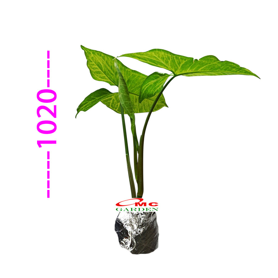Tanaman Hias keladi Mata Panah Syngonium Podophylium