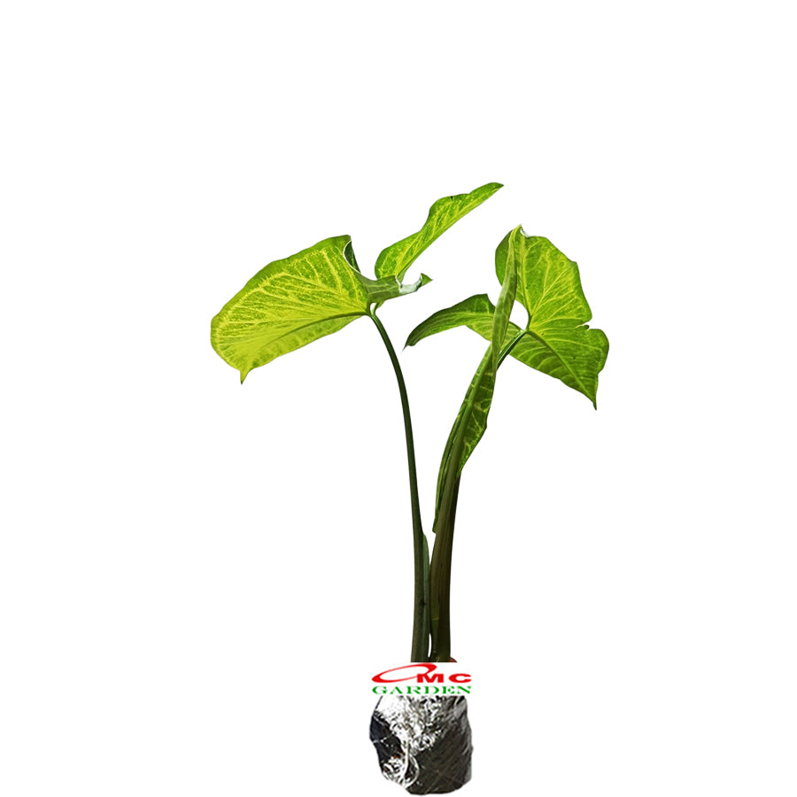 Tanaman Hias keladi Mata Panah Syngonium Podophylium